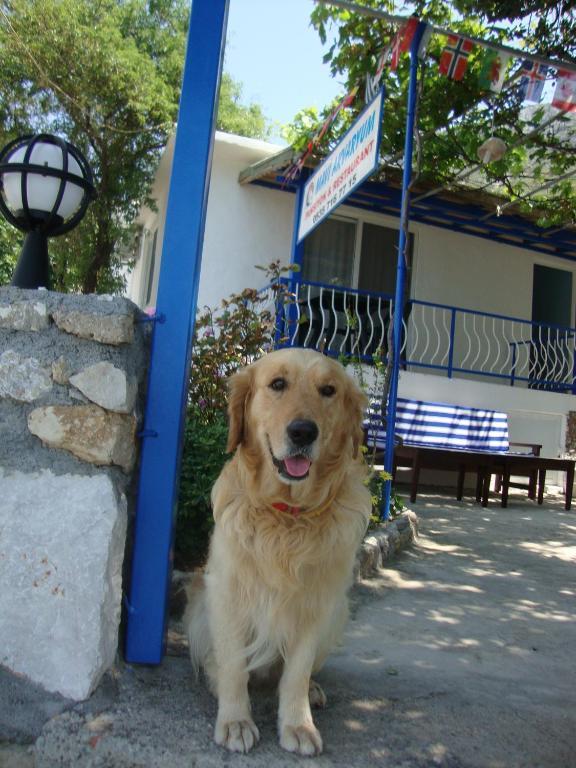 Mavi Akvaryum Pension Hotel Sogut  Luaran gambar